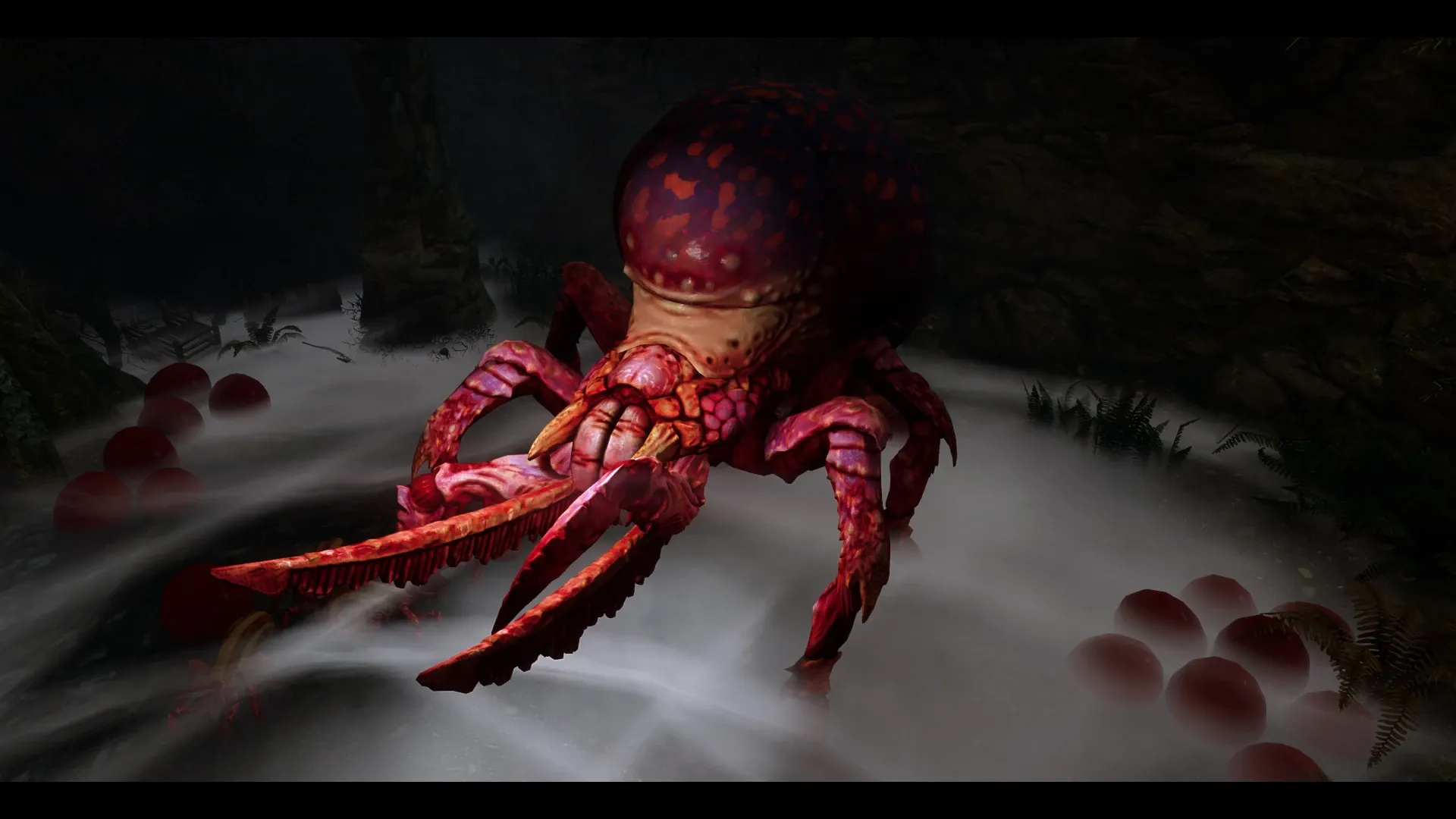 arachas 2.jpg