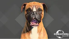 Boxer